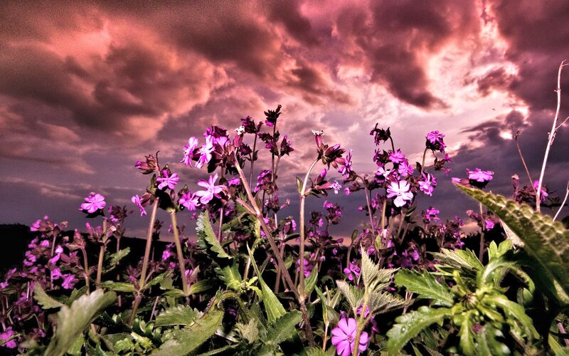 Purple Flowers in Field — Dramatic, Sunset, Photograph, Sky