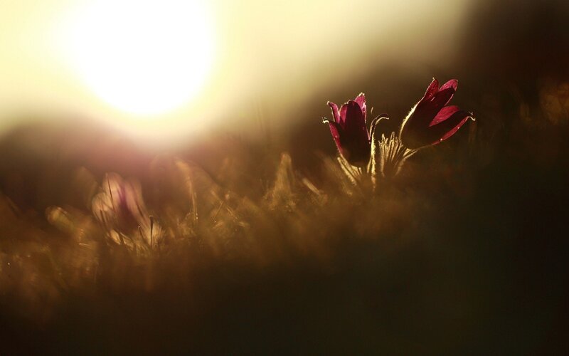 Purple Flowers in Field — Dramatic, Sunset, Photograph, Sun, Grass