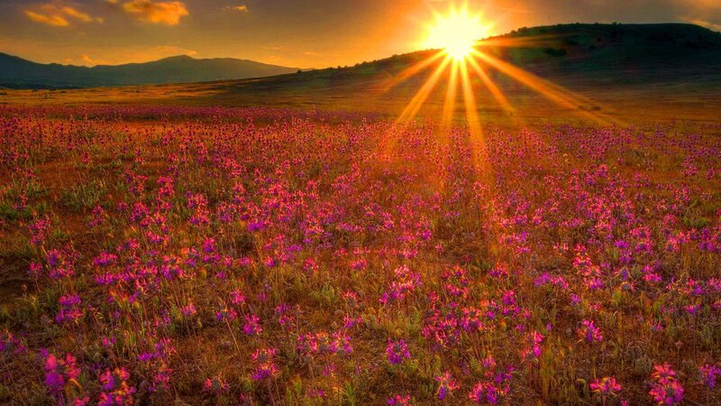 Purple Flowers in Field — Dramatic, Sunset, Photograph, Sun, Mountains