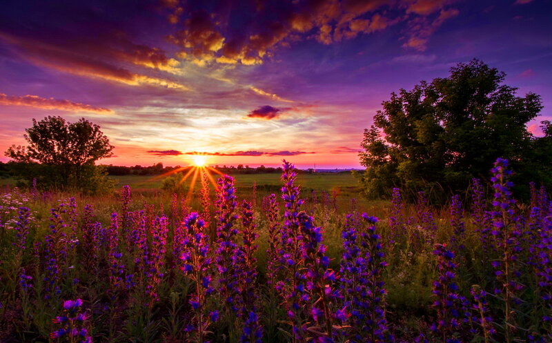 Purple Flowers in Field — Dramatic, Sunset, Photograph, Sun, Sky