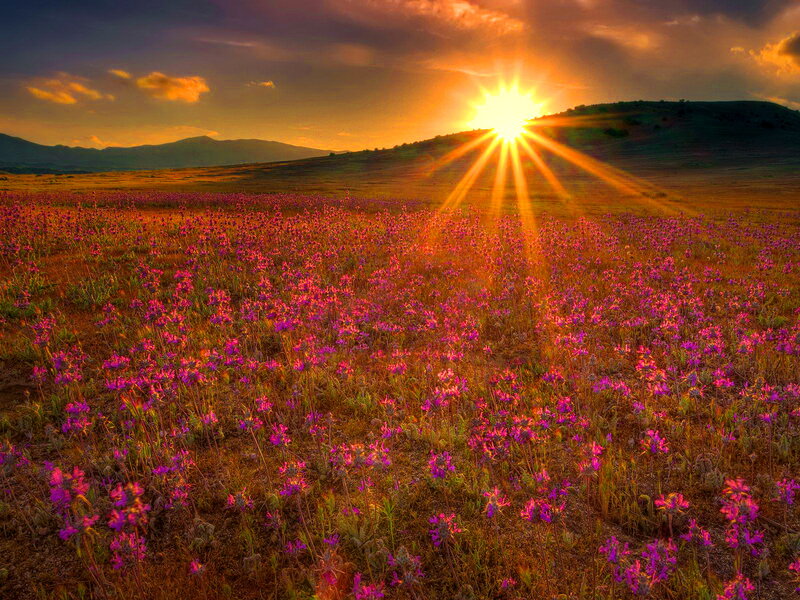 Purple Flowers in Field — Dramatic, Sunset, Photograph, Sun