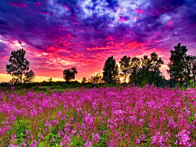 Purple Flowers in Field — Dramatic, Sunset, Photograph, Trees