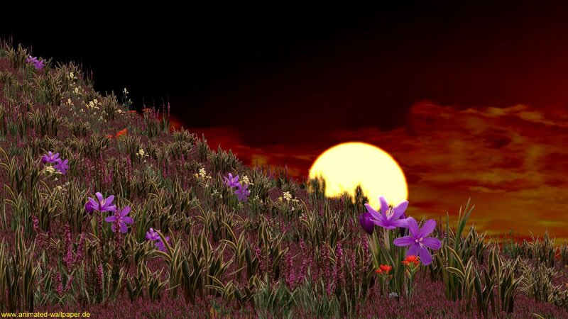 Purple Flowers in Field — Dramatic, Sunset