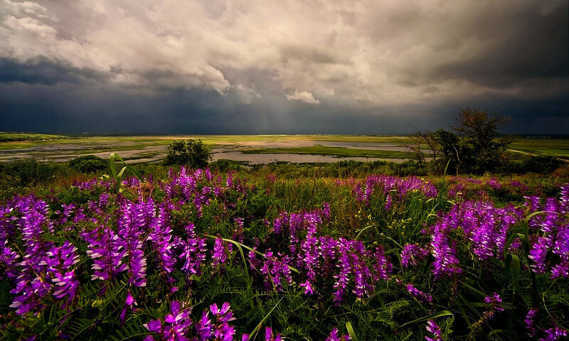 Purple Flowers in Field — Dramatic