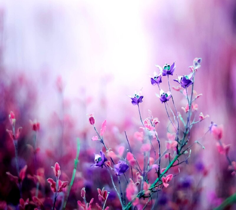 Purple Flowers in Field — Dreamy, Spring