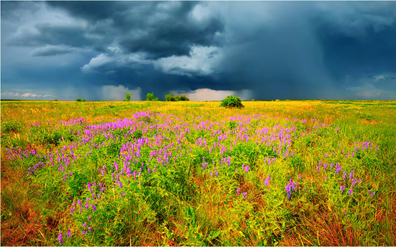 Purple Flowers in Field — Green, Dramatic, Afternoon