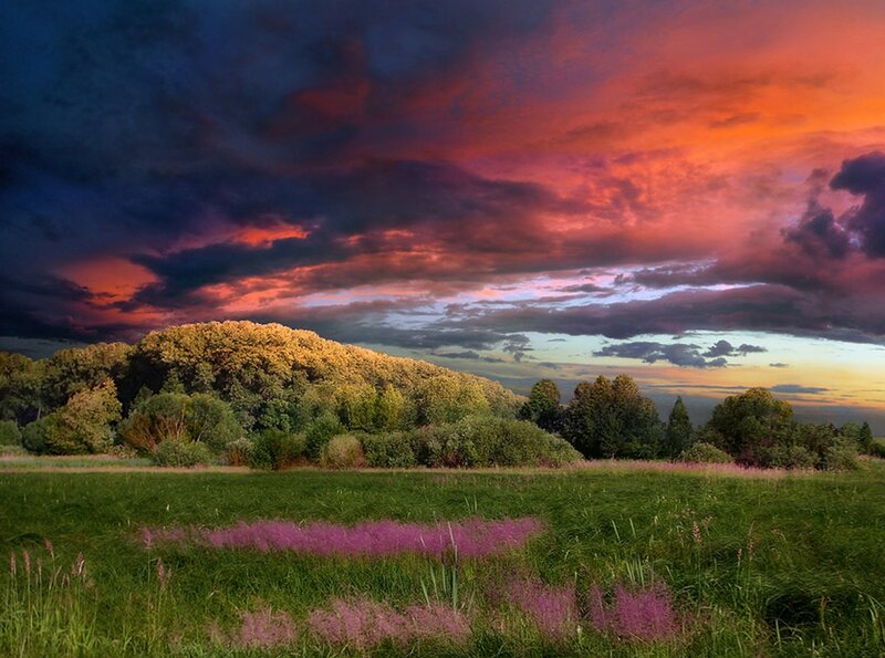 Purple Flowers in Field — Green, Dramatic, Sunset, Photograph