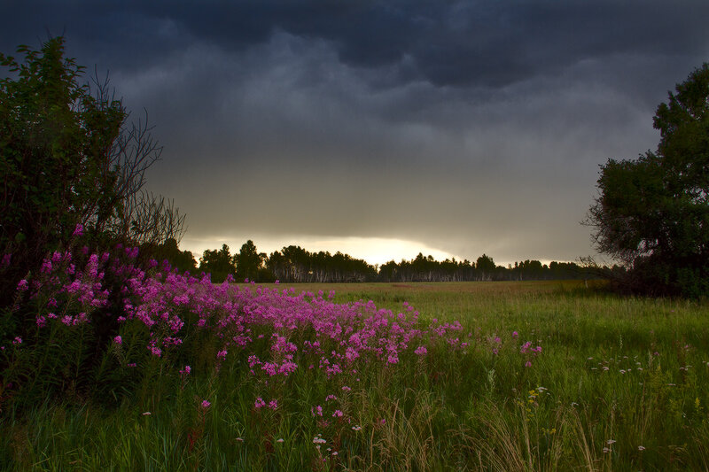 Purple Flowers in Field — Green, Dramatic, Sunset
