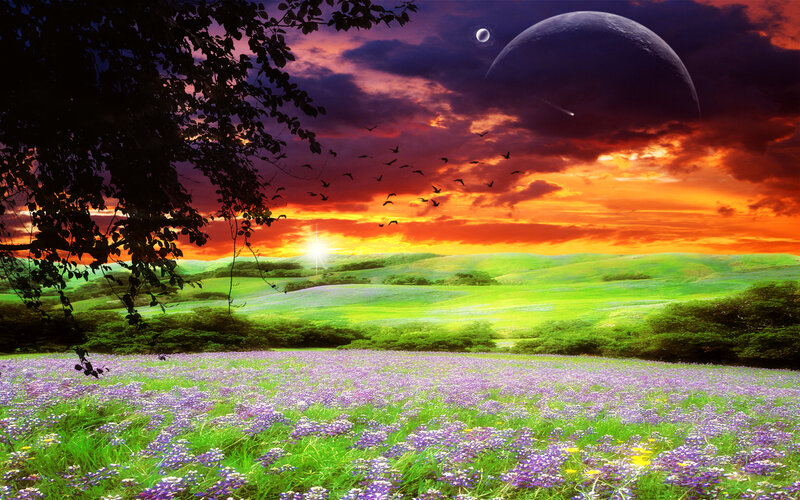 Purple Flowers in Field — Green, Dramatic