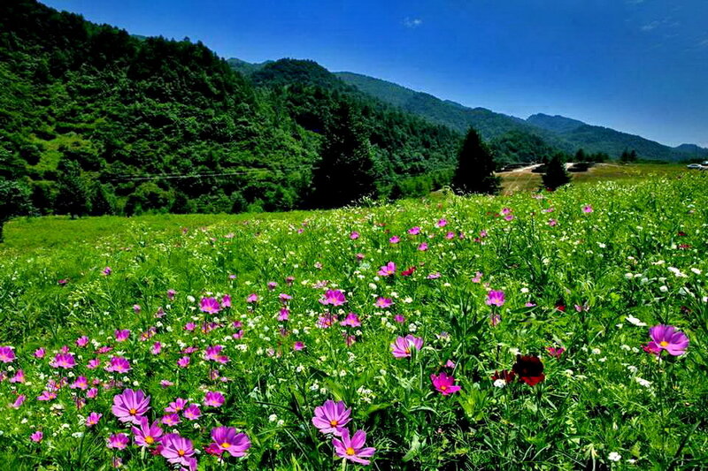 Purple Flowers in Field — Green, Serene, Afternoon, Photograph, Mountains