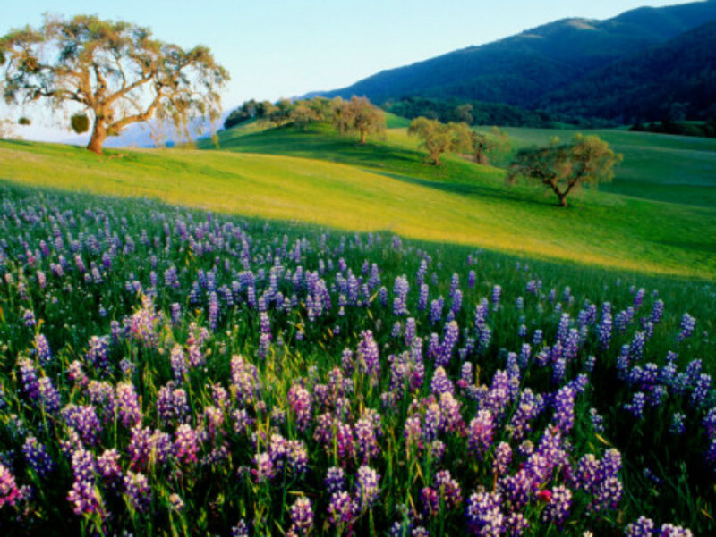 Purple Flowers in Field — Green, Serene, Morning