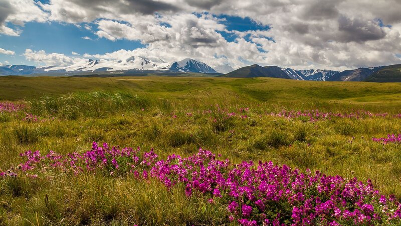 Purple Flowers in Field — Green, Serene, Summer, Photograph, Mountains