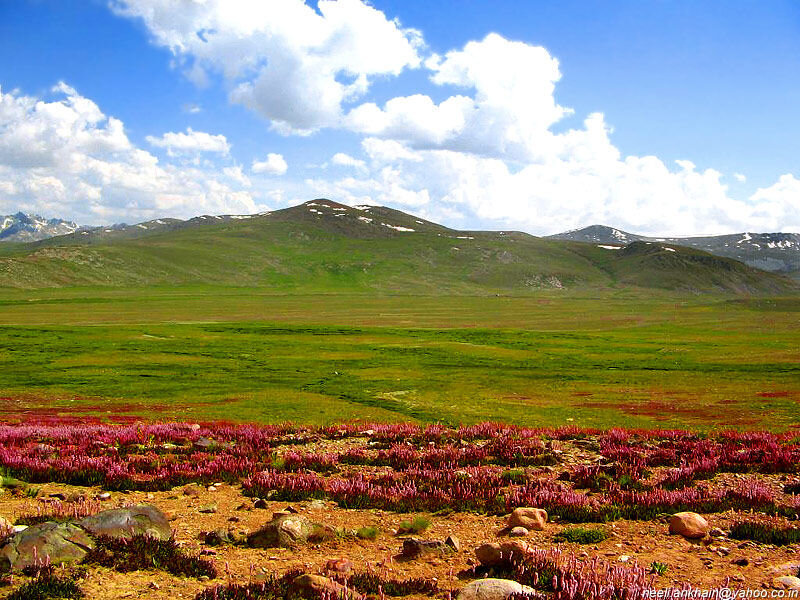 Purple Flowers in Field — Green, Serene, Summer