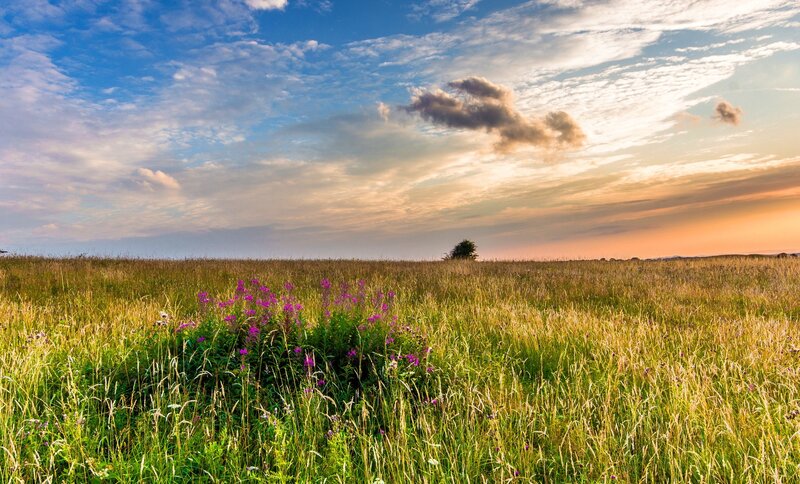 Purple Flowers in Field — Green, Serene, Sunset, Photograph