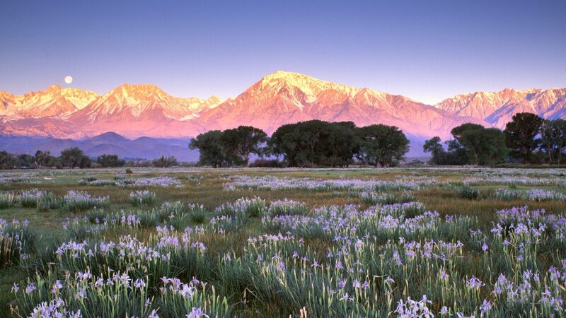 Purple Flowers in Field — Green, Serene, Sunset
