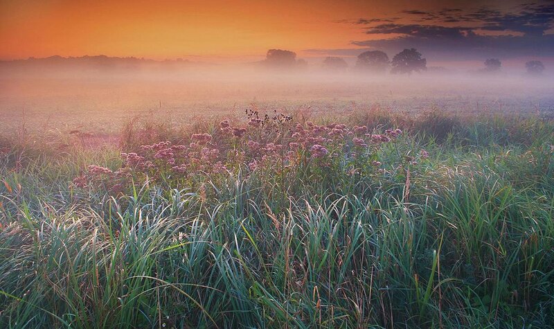 Purple Flowers in Field — Orange