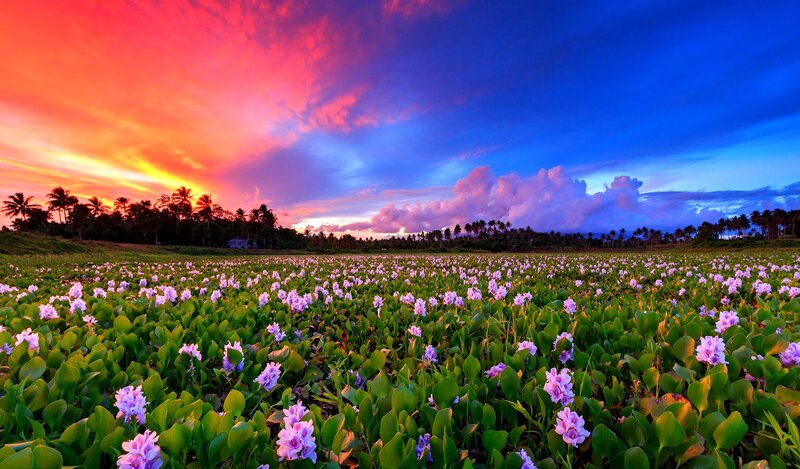 Purple Flowers in Field — Pink, Dramatic, Sunset