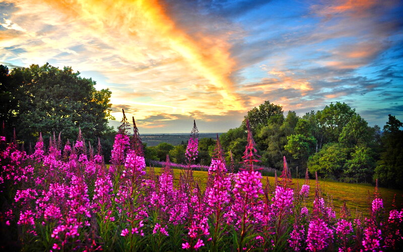 Purple Flowers in Field — Pink, Dramatic