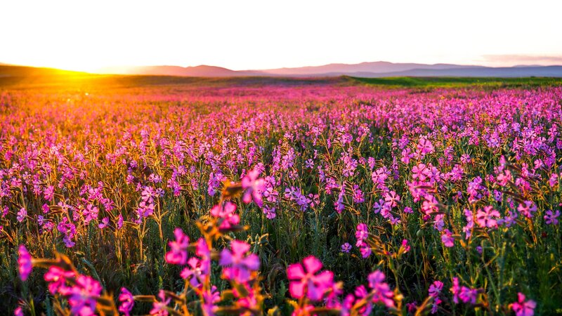 Purple Flowers in Field — Pink, Serene, Sunset