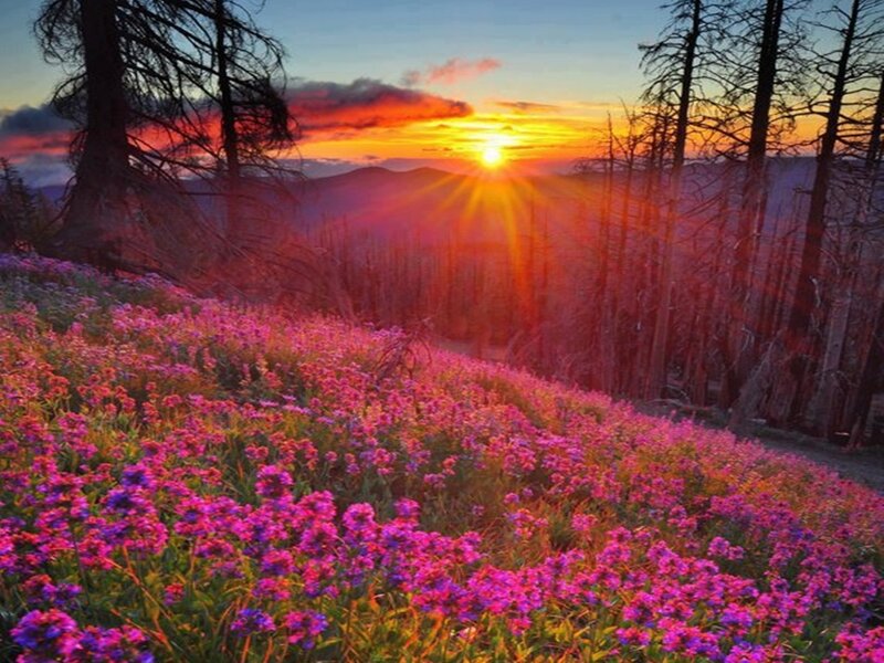 Purple Flowers in Field — Pink, Serene