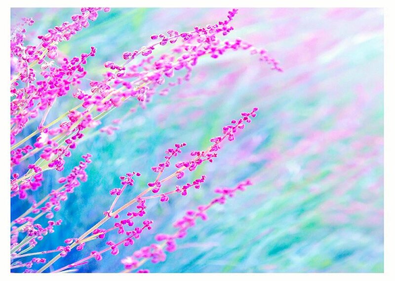 Purple Flowers in Field — Pink