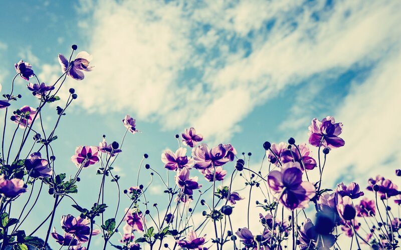 Purple Flowers in Field — Serene, Afternoon, Photograph, Sky, Clouds, Blue