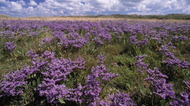 Purple Flowers in Field — Serene, Afternoon, Photograph, Sky, Clouds