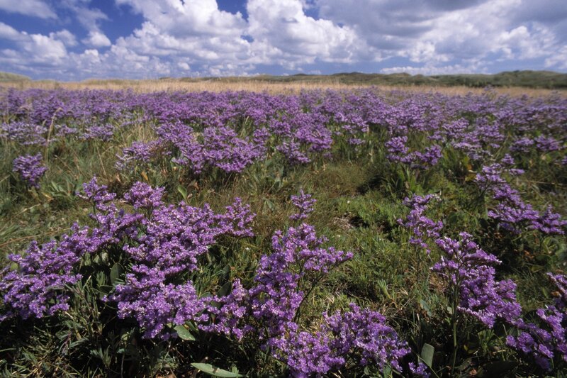 Purple Flowers in Field — Serene, Afternoon, Photograph, Sky