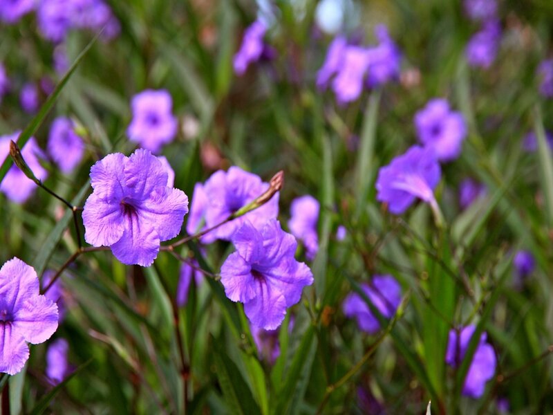 Purple Flowers in Field — Serene, Afternoon, Photograph