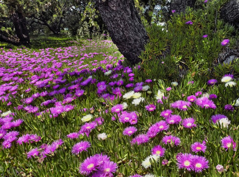 Purple Flowers in Field — Serene, Afternoon, Photograph, Trees