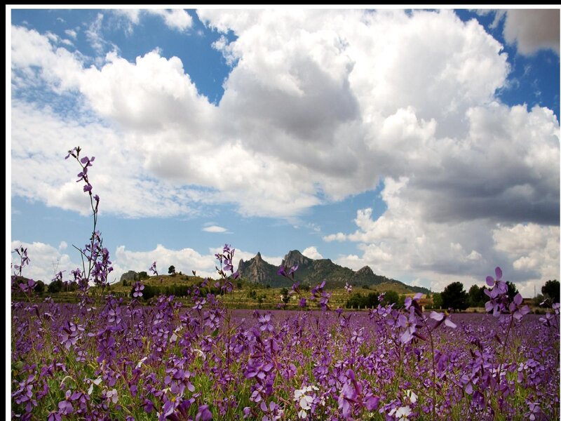 Purple Flowers in Field — Serene, Afternoon