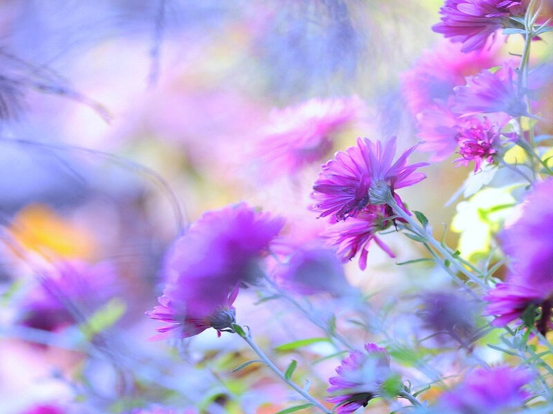 Purple Flowers in Field — Serene, Autumn