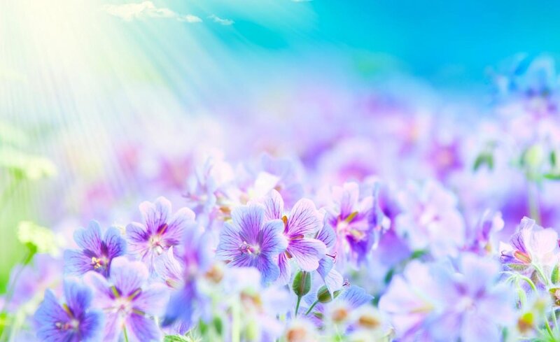 Purple Flowers in Field — Serene, Morning, Photograph, Sunlight