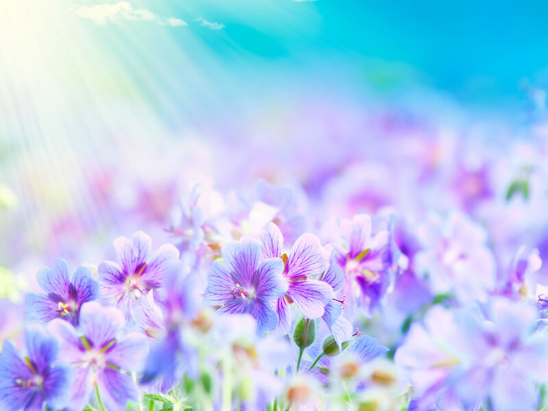 Purple Flowers in Field — Serene, Morning, Photograph