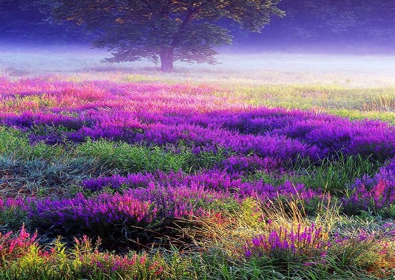 Purple Flowers in Field — Serene, Morning, Photograph, Tree, Fog