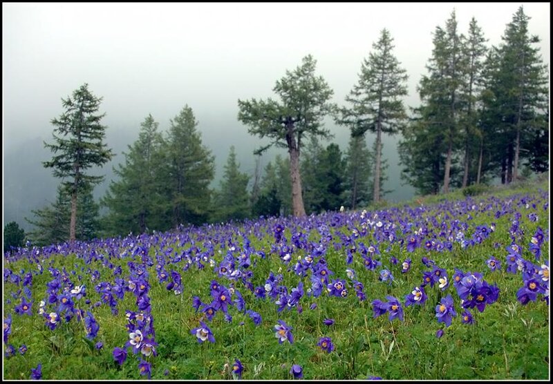Purple Flowers in Field — Serene, Morning, Photograph, Trees