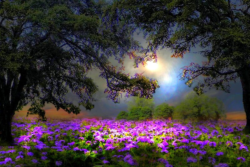 Purple Flowers in Field — Serene, Night