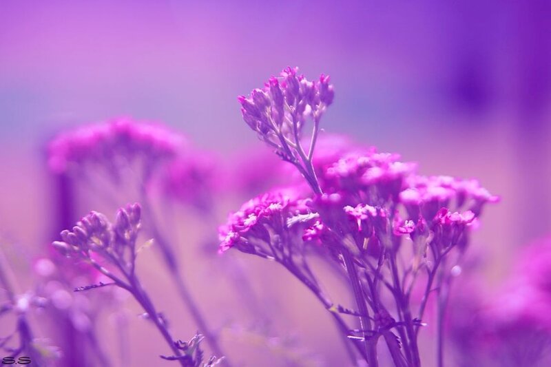 Purple Flowers in Field — Serene, Photograph