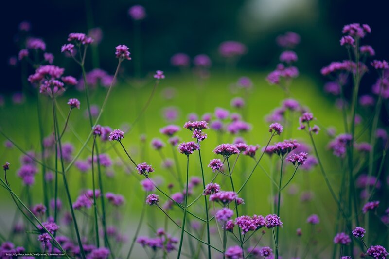 Purple Flowers in Field — Serene, Spring, Photograph, Green Grass