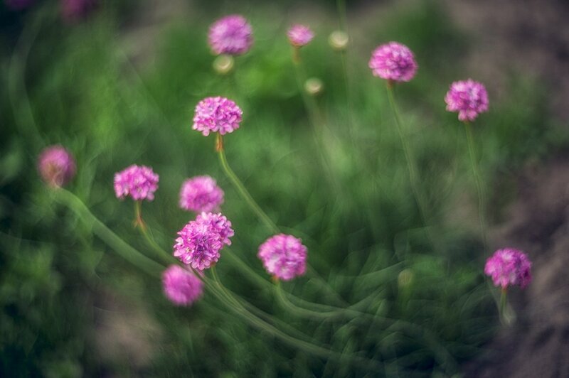 Purple Flowers in Field — Serene, Spring, Photograph, Green Stems