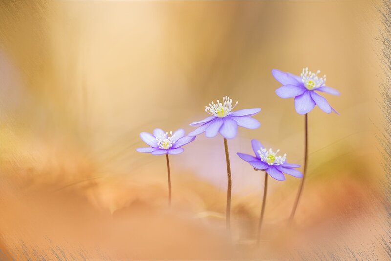 Purple Flowers in Field — Serene, Spring, Photograph, Stems