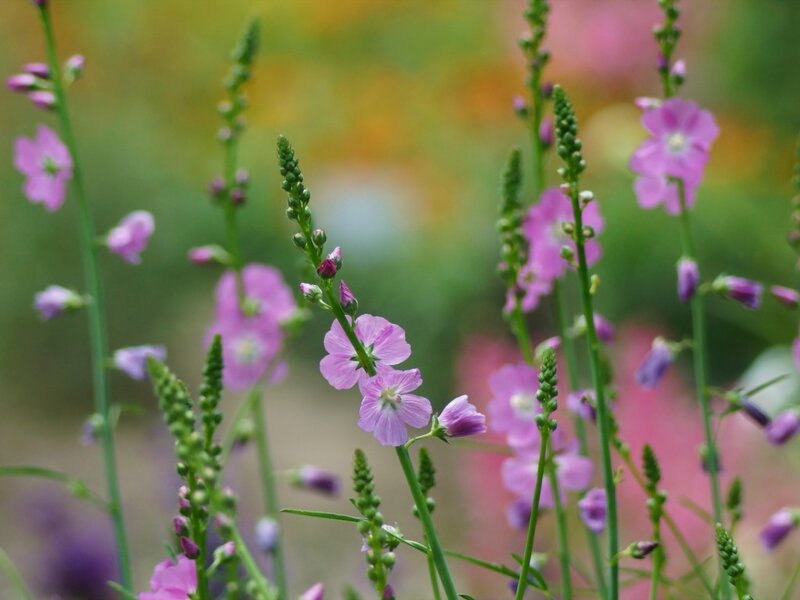 Purple Flowers in Field — Serene, Spring, Photograph