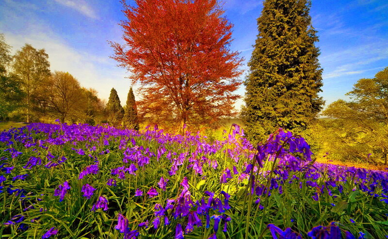 Purple Flowers in Field — Serene, Spring, Photograph, Trees