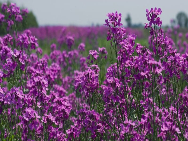 Purple Flowers in Field — Serene, Summer