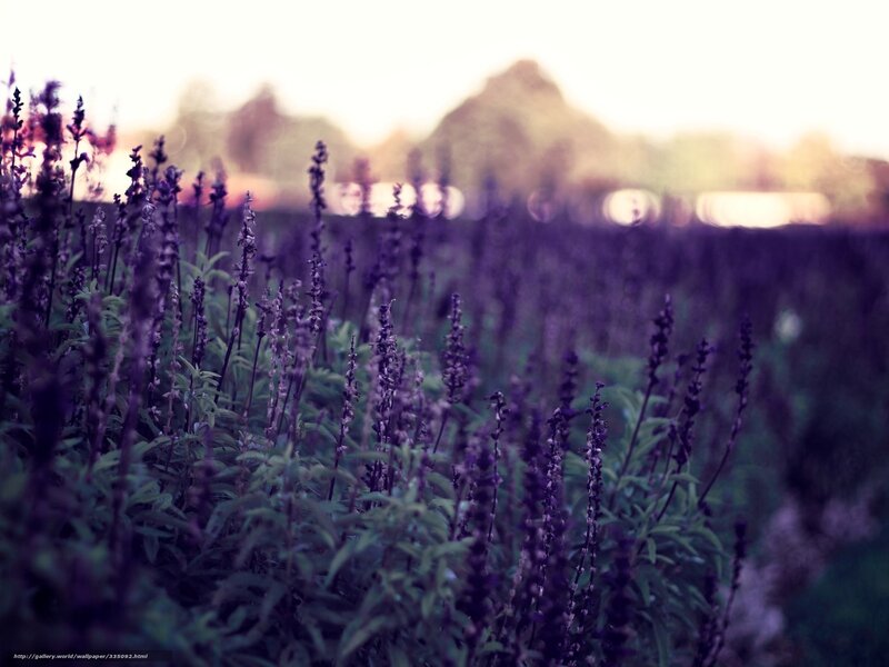 Purple Flowers in Field — Serene, Sunset, Photograph, Mountain, Sky