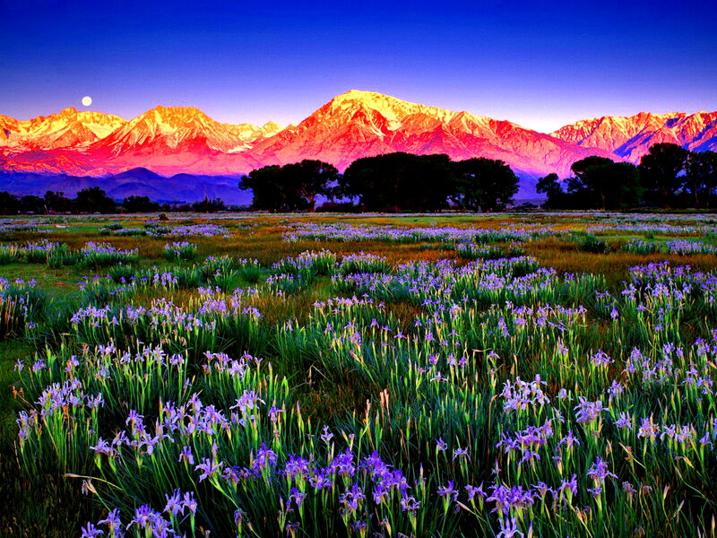 Purple Flowers in Field — Serene, Sunset, Photograph, Mountains