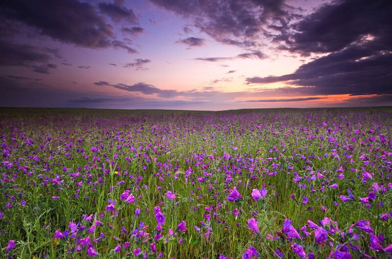 Purple Flowers in Field — Serene, Sunset, Photograph, Sky
