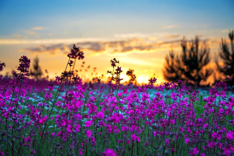 Purple Flowers in Field — Serene, Sunset, Photograph, Sky, Trees