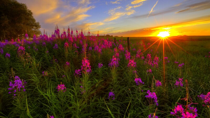 Purple Flowers in Field — Serene, Sunset, Photograph, Sun, Sky