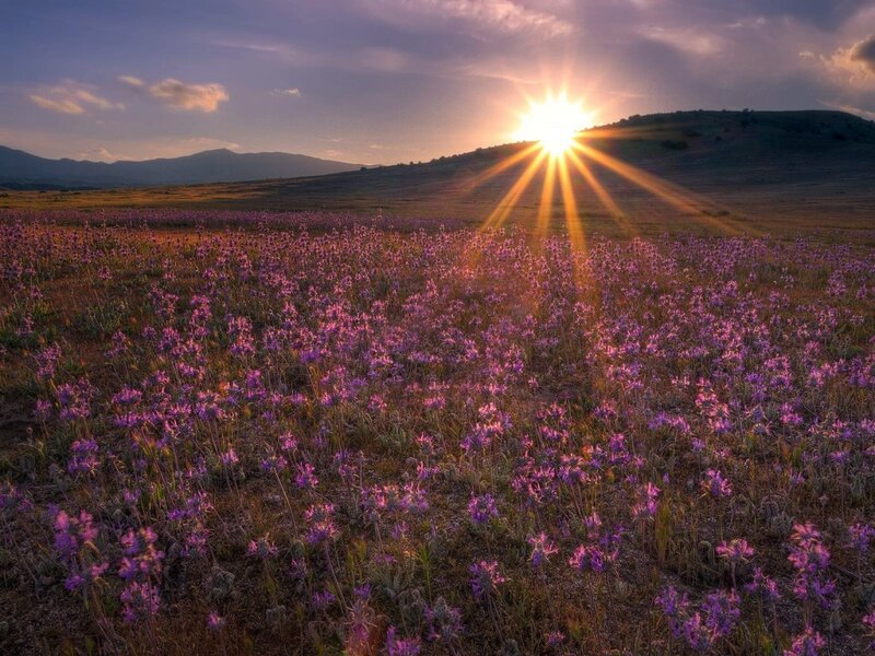 Purple Flowers in Field — Serene, Sunset, Photograph, Sun